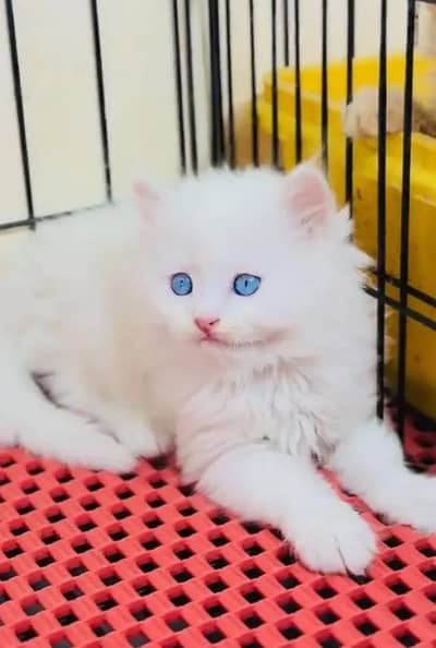Persian cat triple cod for sale,my WhatsApp 03274272410