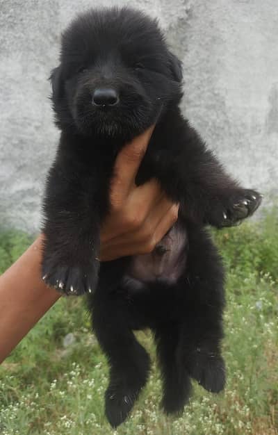 Black Sherperd long coat male puppy