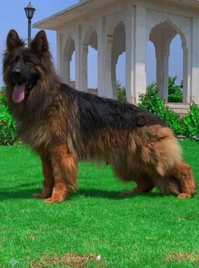 German shepherd triple coat male 15 month age available