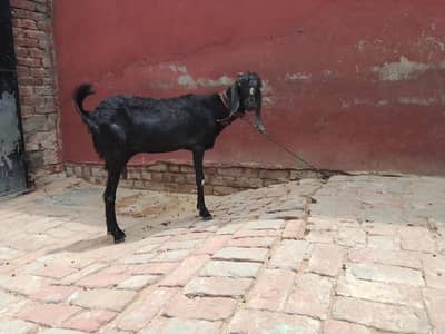 kurbani k leye bakri 29 inch height