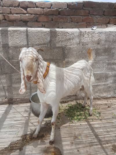 donda bakra for sell