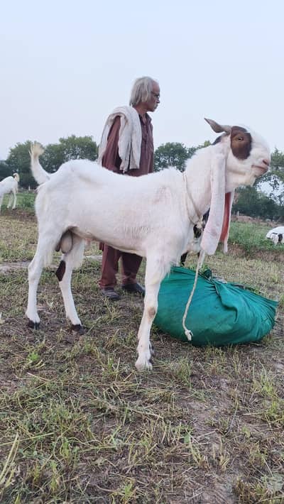 nawab shah nasal ky bakry