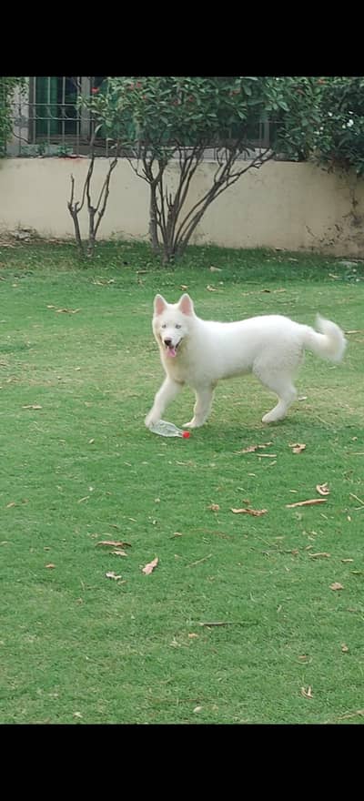 Suberian husky white colour 4 month age vaccination first doors