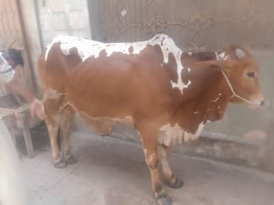 cholistani Bull /desi Bachra /donda wacha|Qurbani 2026  bulls