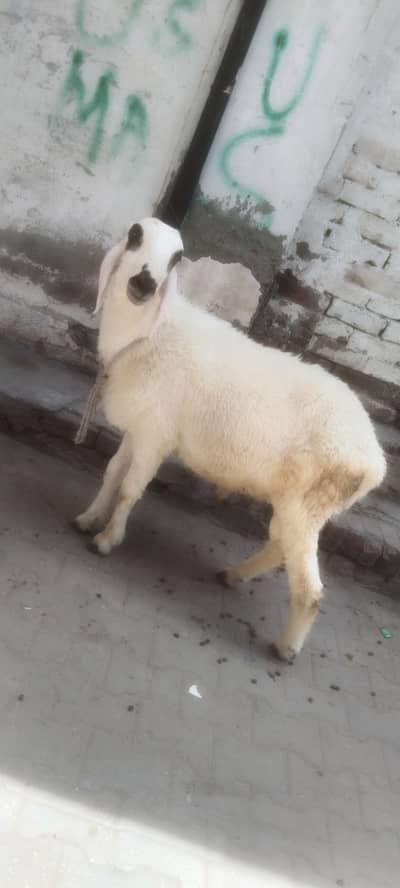 Dumba for Qurbani 2026