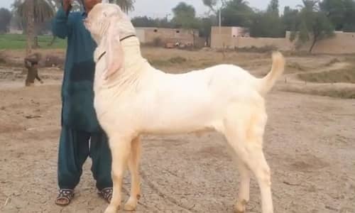 Qurbani ke liye Bakra for sale _ 03246711890