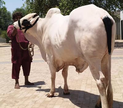 Nukre bachra /Ablak bachra /Qurbani bachra