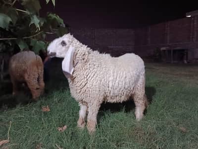 beautiful kajla dumba for sale