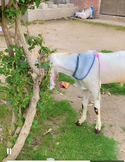 Goat 2 dant khasi