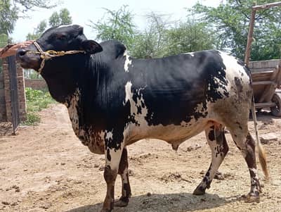 Qurbani