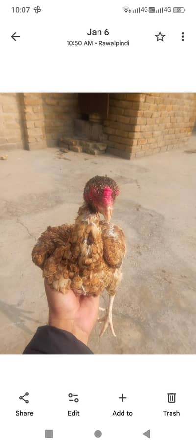aseel hen