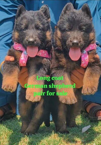 German shepherd proper long coat puppies black mask healthy and active