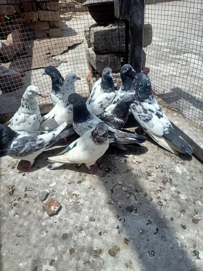 other pigeon 10 peace 03106801352
