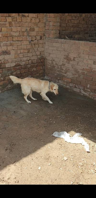 2 female 6 month lab