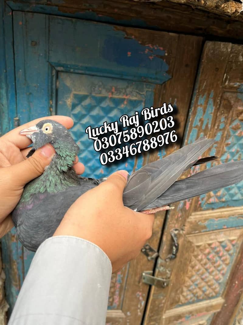 Pigeons 0