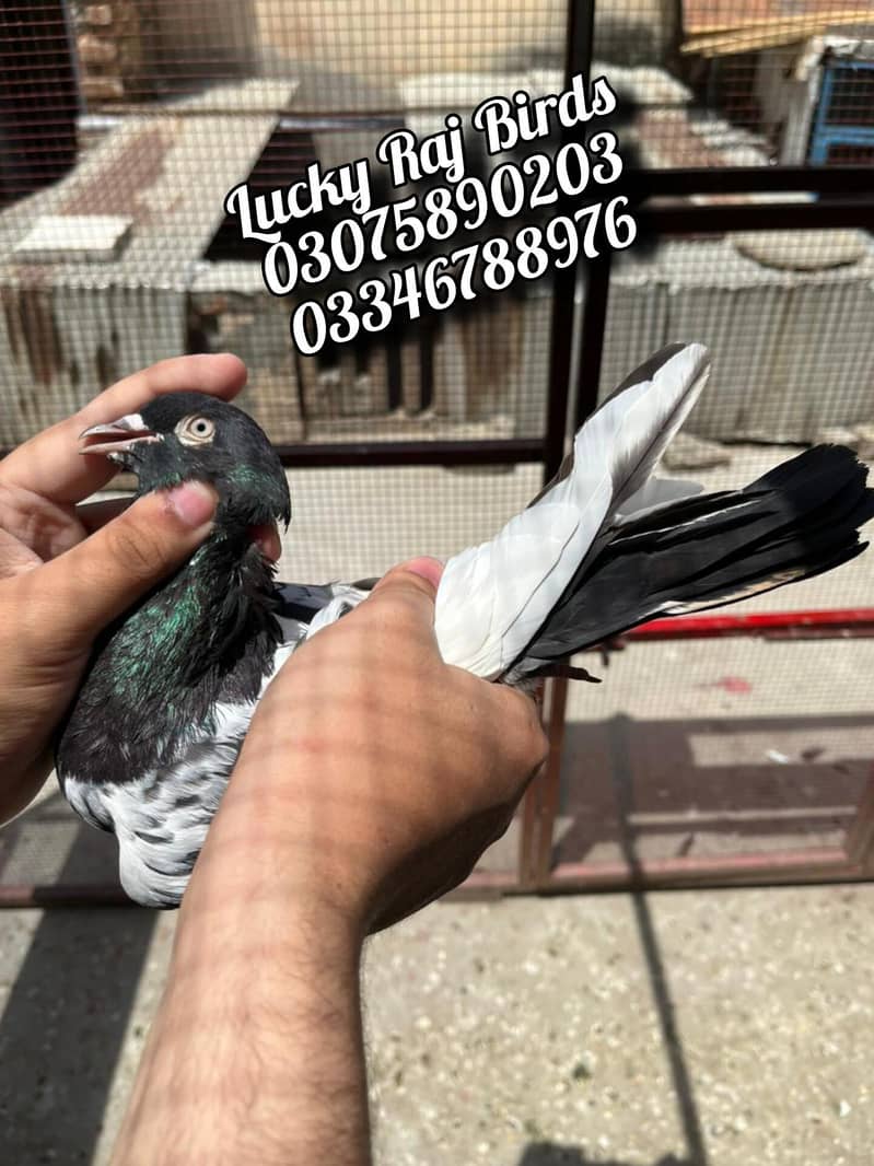 Pigeons 1