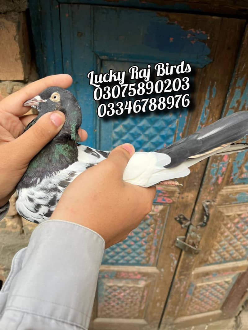 Pigeons 2