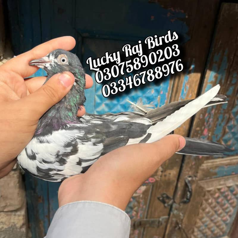 Pigeons 3