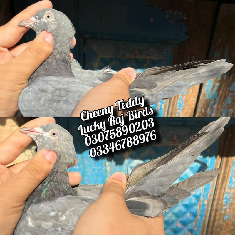 Pigeons 4