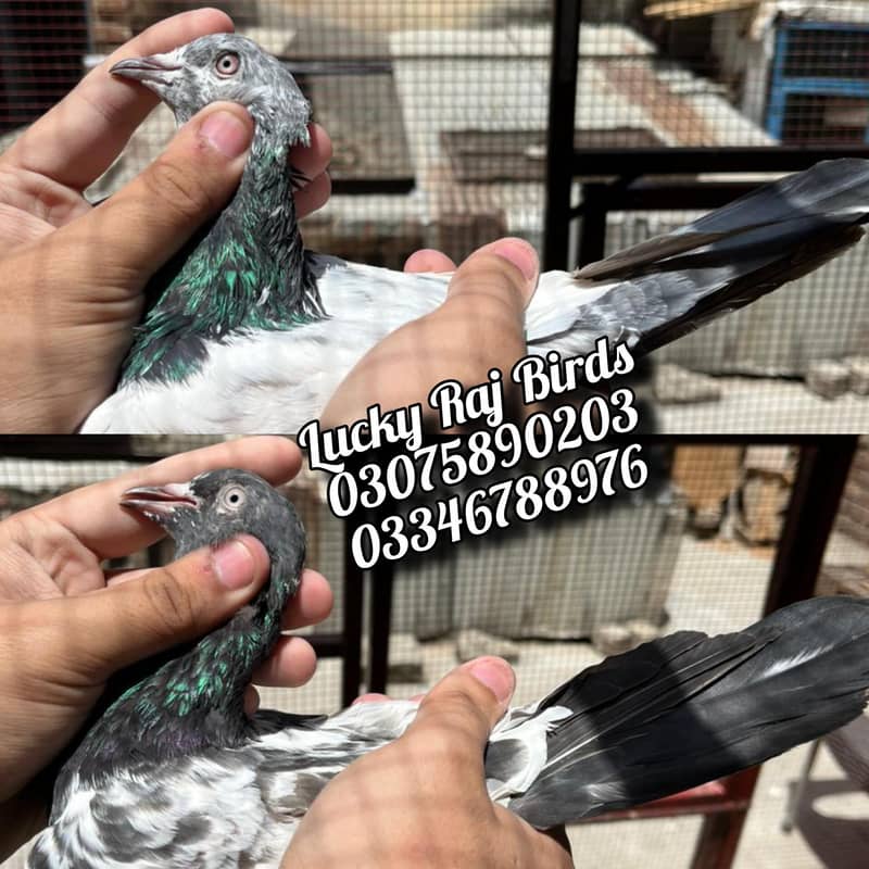 Pigeons 5