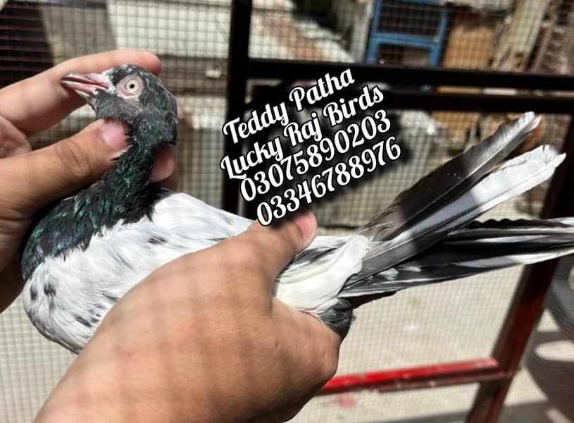 Pigeons 6