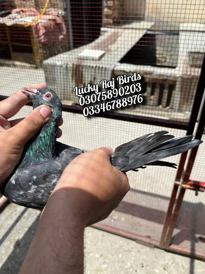 Pigeons 7