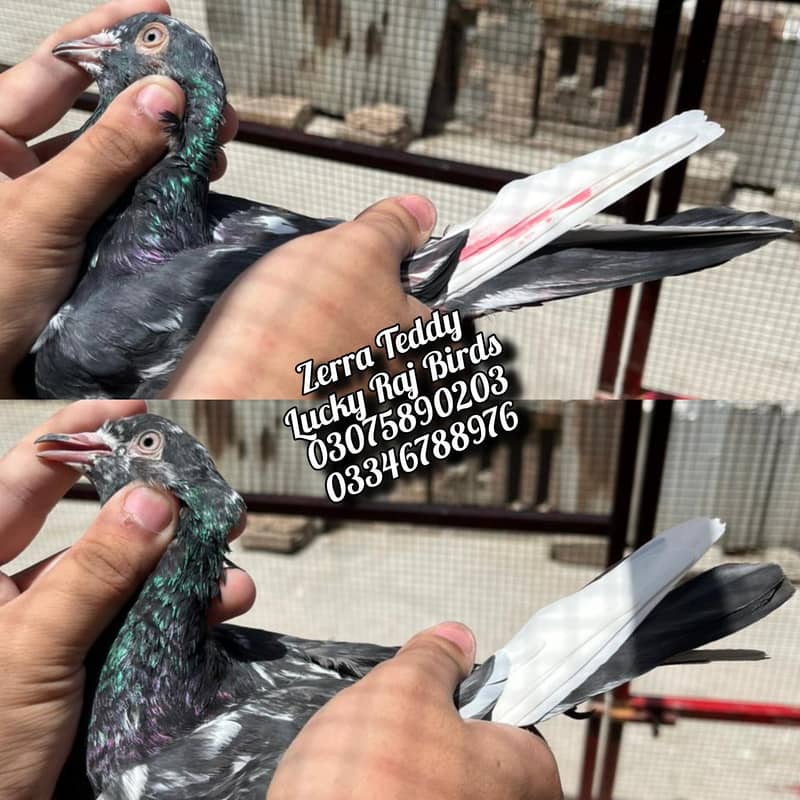 Pigeons 8