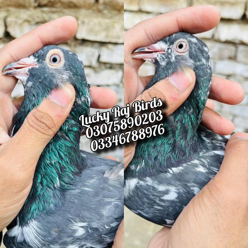 Pigeons 9