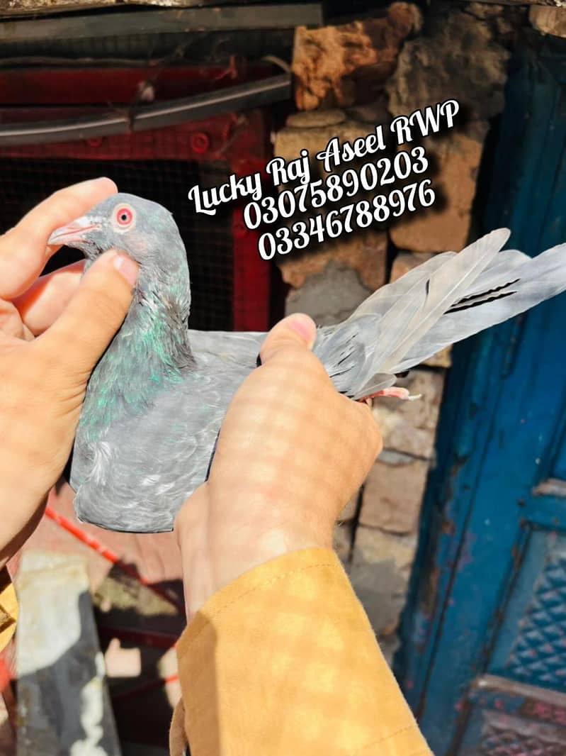 Pigeons 10