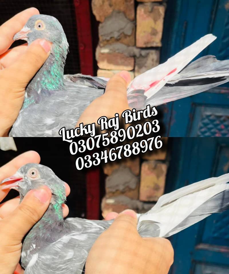 Pigeons 11