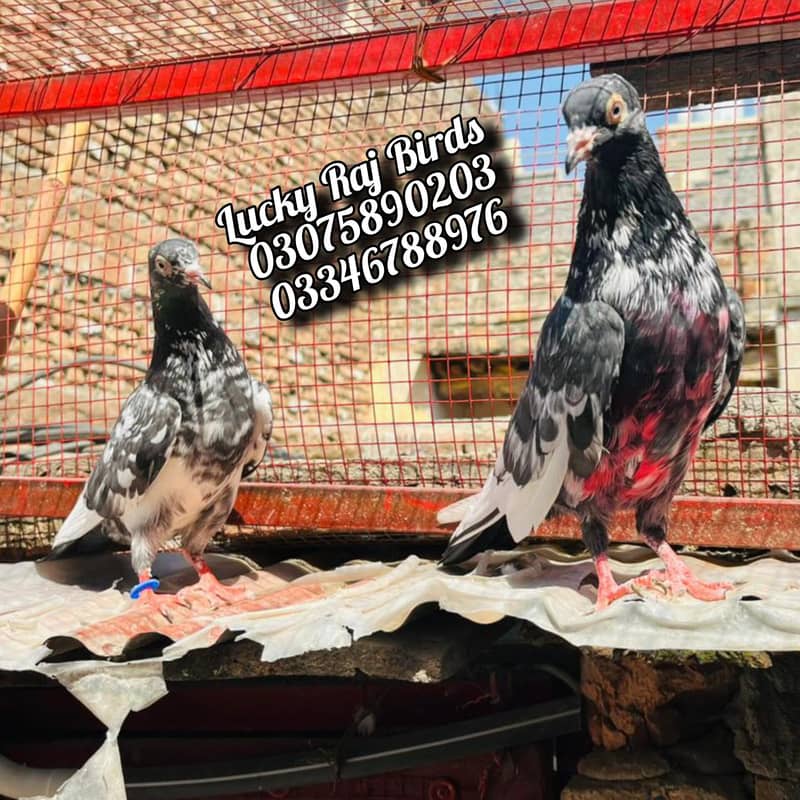Pigeons 12