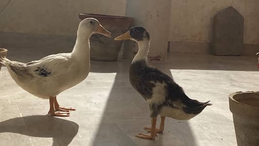 Pure desi ducks