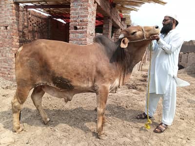 qurbani ka hissa