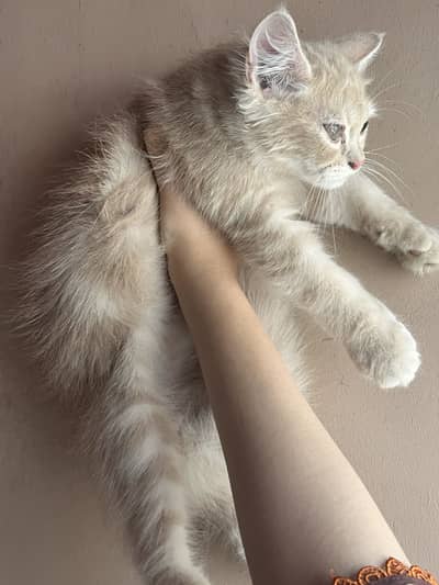 Persian kitten available both male and female