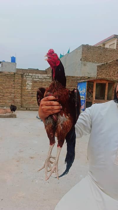 aseel mianwali home breed bird available 03145489284 Whatsapp number
