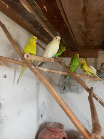 Australian parrot