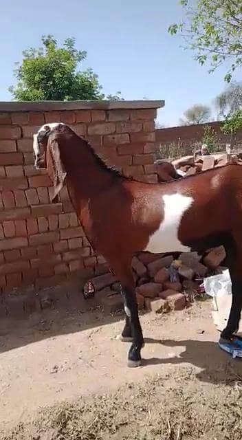 desi Bakra for Sale Mashallah Call  03405796364