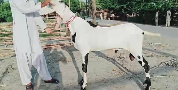 Qurbani ke liye Bakra For Sale __03246711890