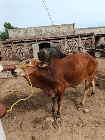 Best Qurbani Bull in Pakistan |  Weda for Eid ul Adha