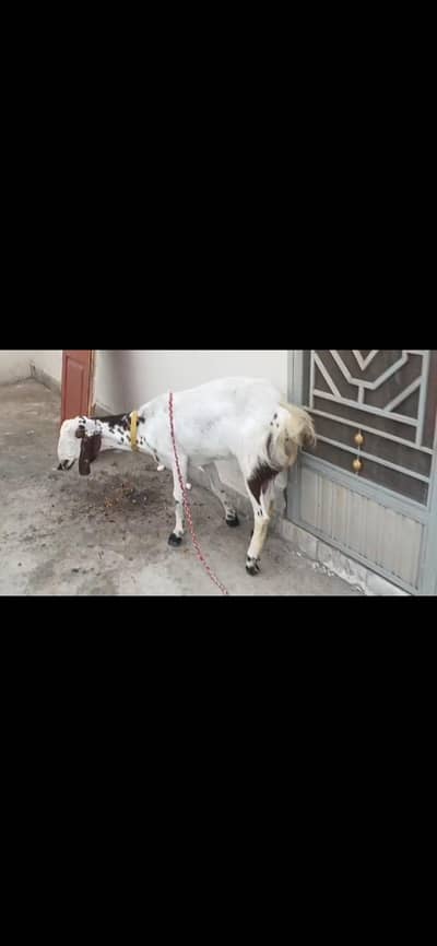 gote available he bhi qurbani ke lya