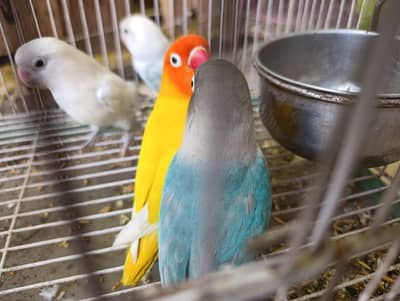Love Birds for Sale