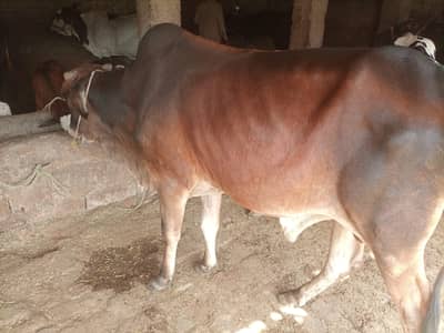 Beautiful & Healthy Desi Qurbani Janwar