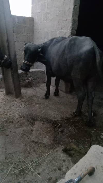 buffalo