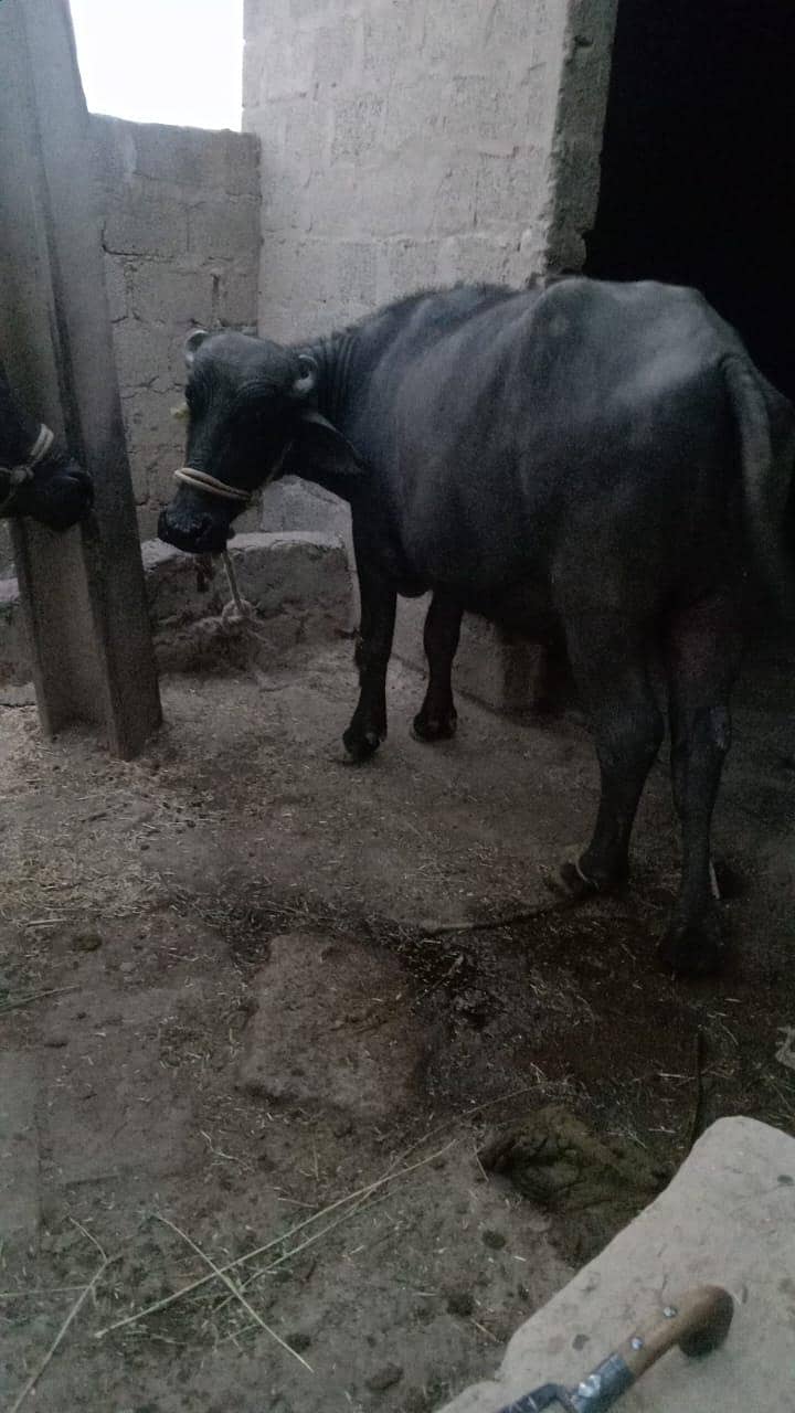 buffalo 0