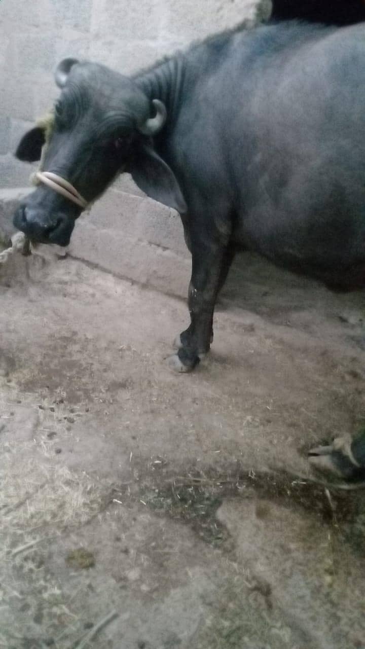 buffalo 1
