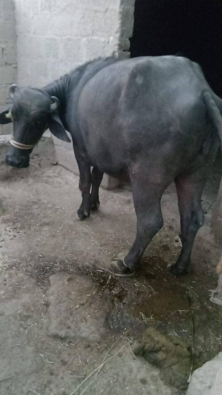 buffalo 2