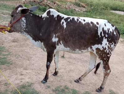 Bachri for Qurbani