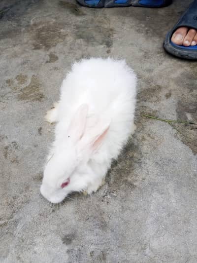 white angora