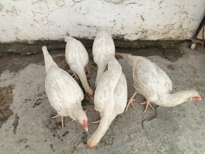Pure Heera aseel breed