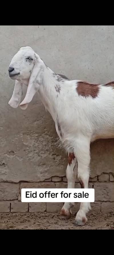 Bakary